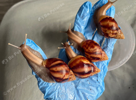 4 Young Giant African land snails (price is for all 4)