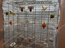 Zebra finches for sale