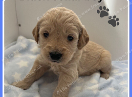 STUNNING F1 MINIATURE GOLDENDOODLES