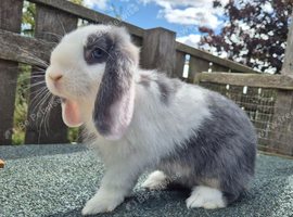 Blue otter split mini lop doe