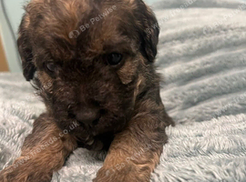 4 COCKER JACK PUPPIES