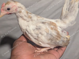 Serama growers