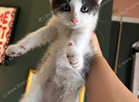 BOY AND GIRL KITTEN