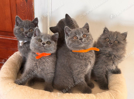 Gorgeous British shorthair and longhair