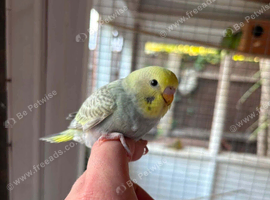 Baby rainbow budgies