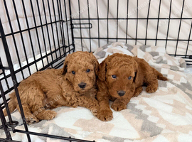 *5 star F1b labradoodle puppies