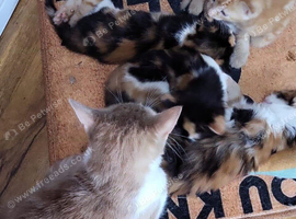 Multiple kittens available to go to their forever homes