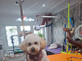 Beautiful poochon