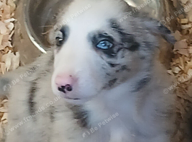 Blue and Tri Blue Merle pups