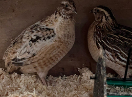 Male Quail for sale