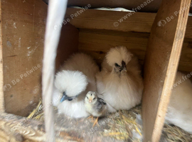 Chickens for sale