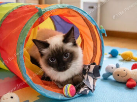 Stunning ragdolls