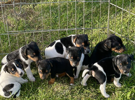 Jack Russell Puppies for sale