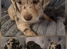 Beautiful cuddly mini Labradoodles F1b looking for forever home.