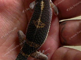 Black night outcross male