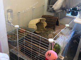 2 silly tame male swiss Guinea pigs