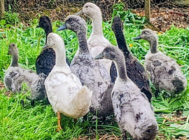 Swedish Ducklings off heat & outside