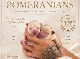 RARE DOLL TEDDY KOREAN PUPPIES