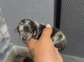 Dachshund