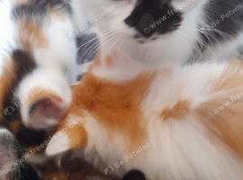 Gorgeous Ragamuffin X kittens.