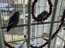 Hi for sale my lovely lovebirds pair very healthy and active