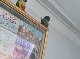 Pair of conure parrots