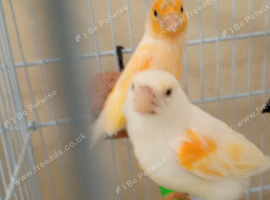 Pair of red mosaic canarys