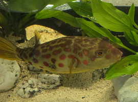 CROSS RIVER PUFFERFISH
