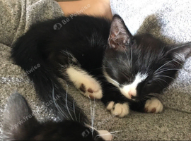 10 week old kittens