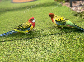 Australian Rosella for sale