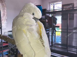 3 year old female cockatoo