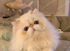 Stunning Persian lady