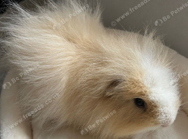 Male Swiss Guinea Pigs x2