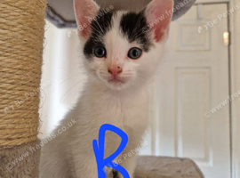 Beautiful kittens ready for their furever homes