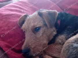 9 month old Patterdale