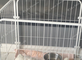 Westie pup for sale
