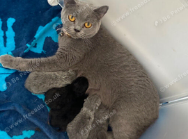 British Shorthair Kittens