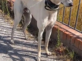 saluki x greyhound