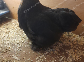 Bantam chickens