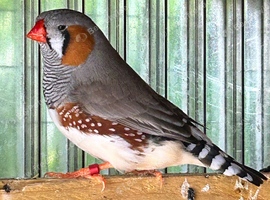 Exhibition zebra finches
