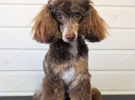 Brown merle & tan toy poodle