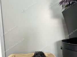 Maggie two stunning black cockapoo girls