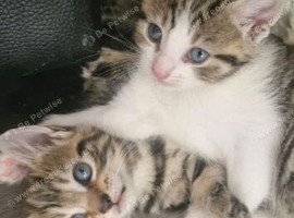 Maincoon cross kittens