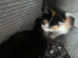 One Male Kitten Left