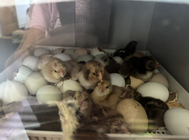 Pure Breeds Large Fowl Unsexed chicks