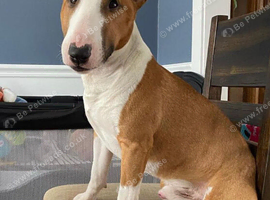 Beautiful English bull terrier puppies