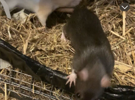 Female pair of rats