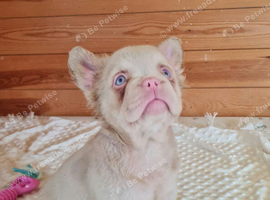 Full fluffy pink French Bulldog