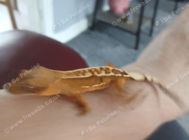Grested Geckos