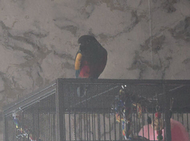 Still for sale Conure bird